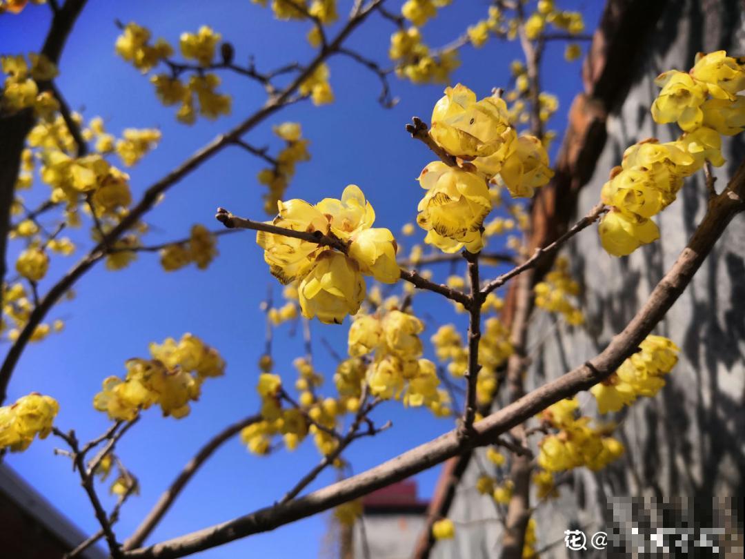 不怕冷的喜庆花，-15度依然开，满树繁花！
