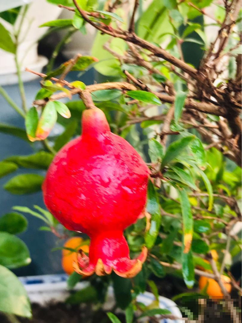 “院中有五树,子孙一直富”,5种树养在家里有好兆头 “院中有五树,子孙一直富”,5种树养在家里有好兆头