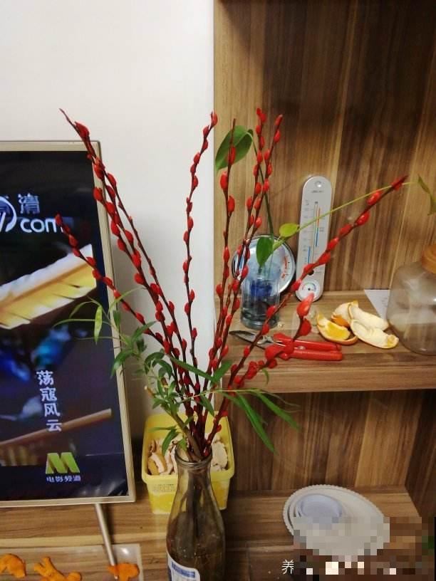 8种招财花，年底养家里，招财进宝有好兆头