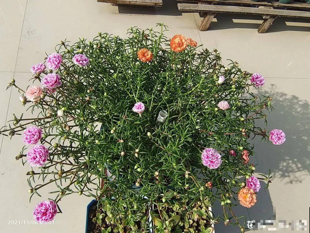 9种花,冬天狠心剪一刀,剪对了明年妥妥爆花 9种花,冬天狠心剪一刀,剪对了明年妥妥爆花