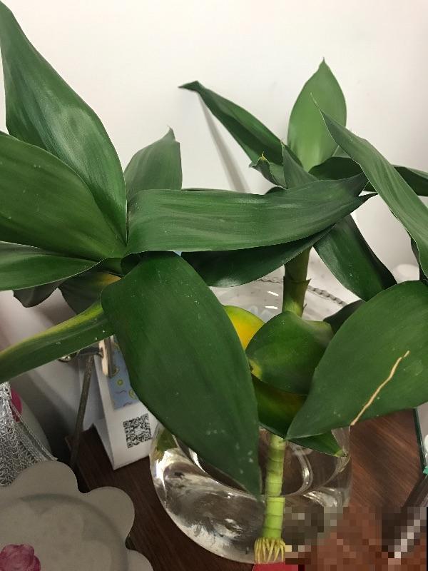 水培花里放铁钉,是有科学依据,还是封建迷信? 水培花里放铁钉,是有科学依据,还是封建迷信?