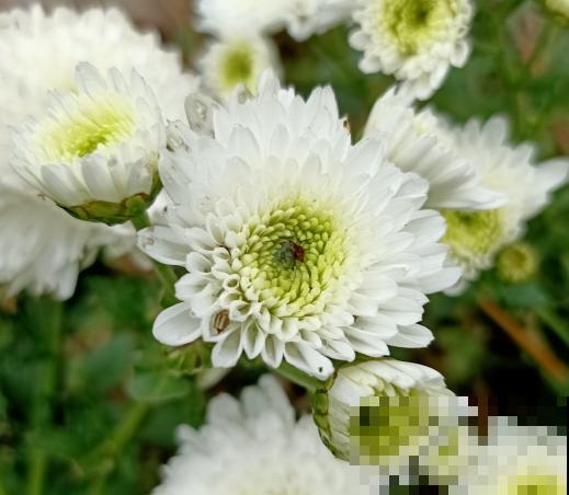 寓意好的植物，不要轻易送，弄巧成拙更麻烦