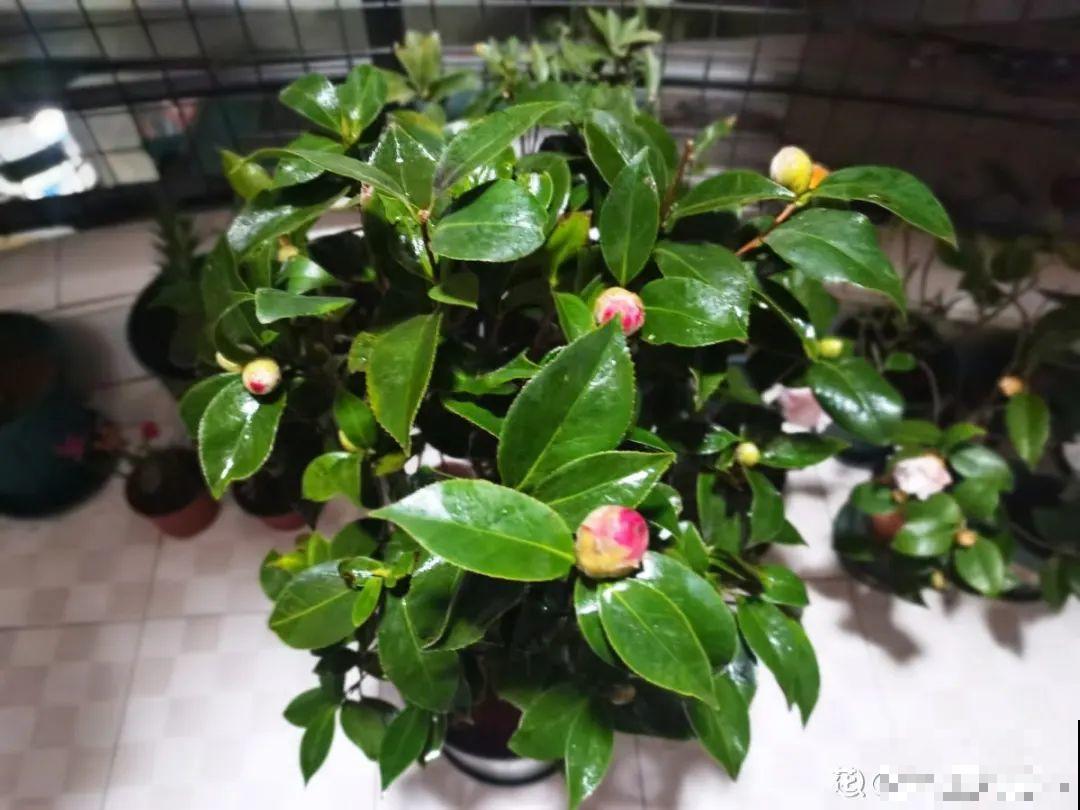冬天常见的茶花，6个“毛病”经常犯，真难养