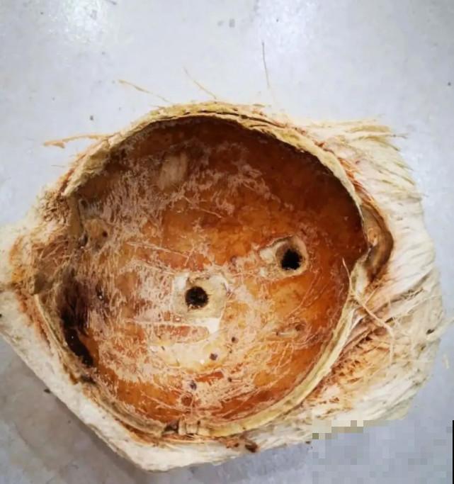 家里的“垃圾”留下，拿来养花效果好，颜值超高