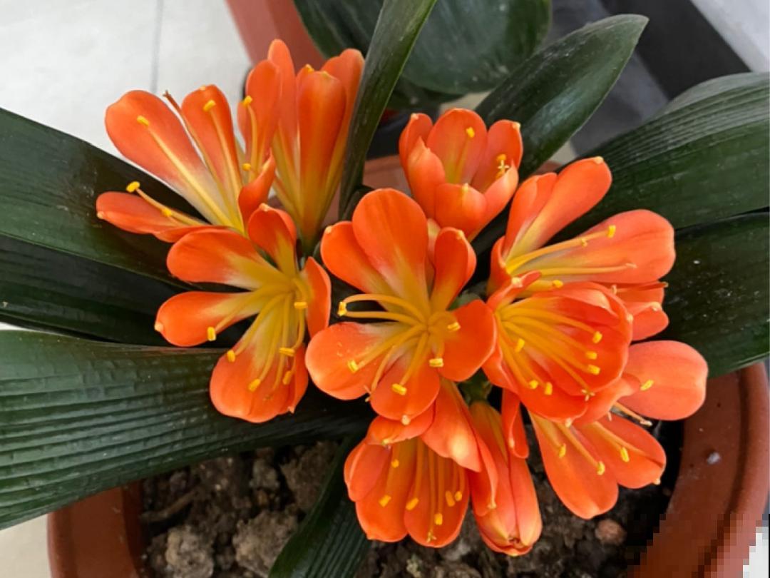 15年的君子兰，今天终于奇迹开花，开花技巧都给你！