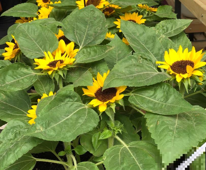 养花也能分析性格,你养什么花就对应什么性格,快来对号入座吧 养花也能分析性格,你养什么花就对应什么性格,快来对号入座吧