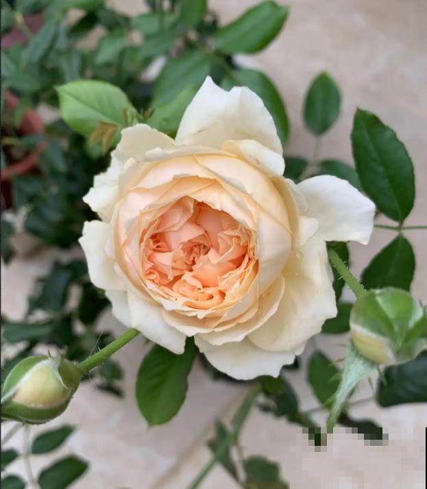 我养过的10种灌木月季，家里阳台就能养好，秒变小花园