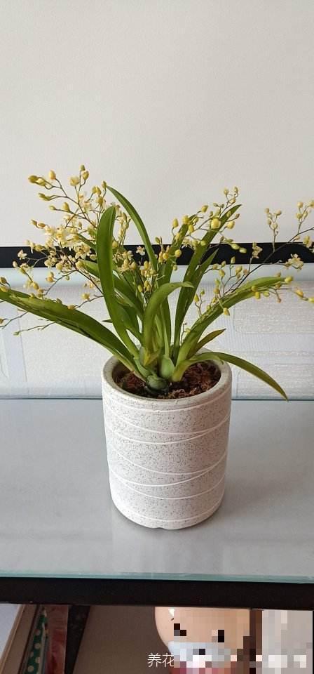 秋冬养盆“梦香兰”,花开一串满屋飘香,关键还耐阴 秋冬养盆“梦香兰”,花开一串满屋飘香,关键还耐阴