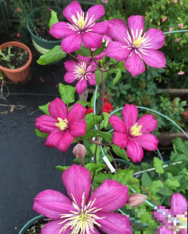 “花园三宝”之一,1年能开花上百天,冬天特别抗寒! “花园三宝”之一,1年能开花上百天,冬天特别抗寒!