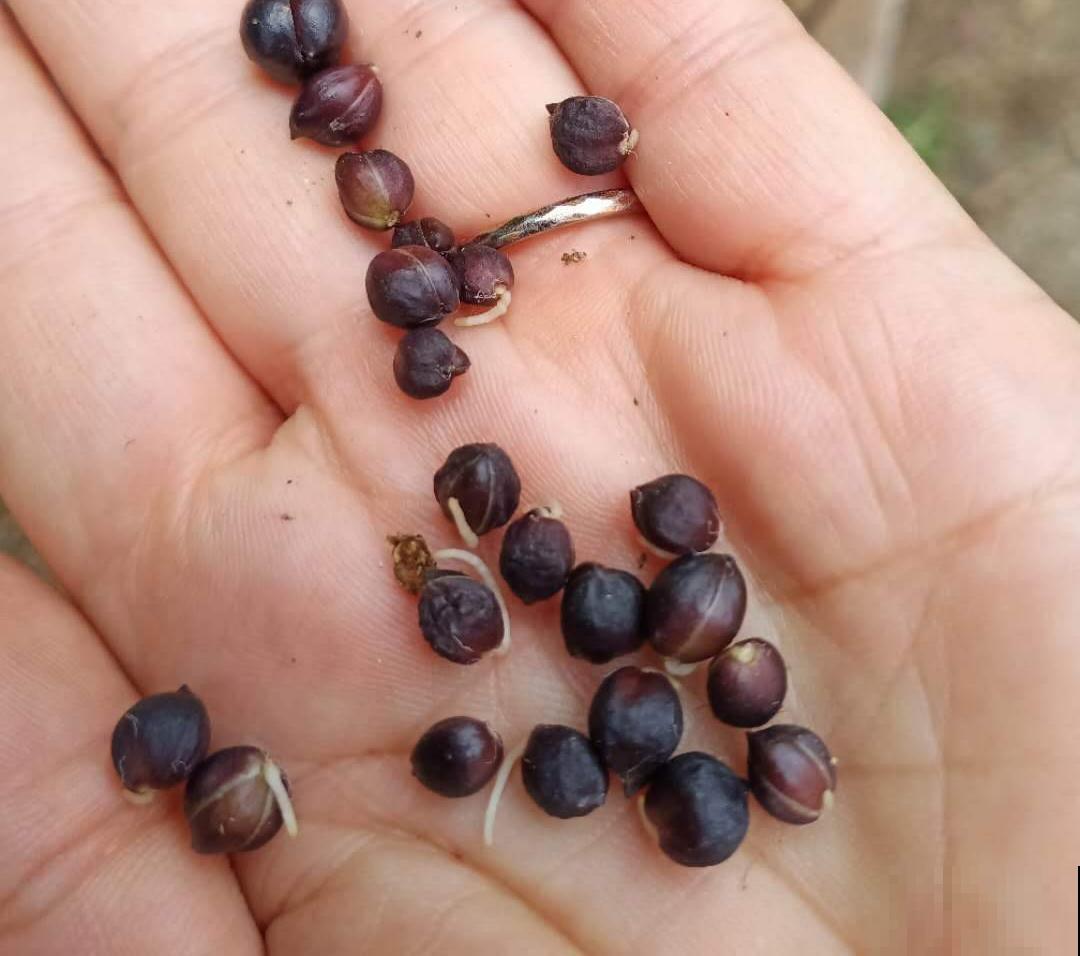 百合种子什么样子？