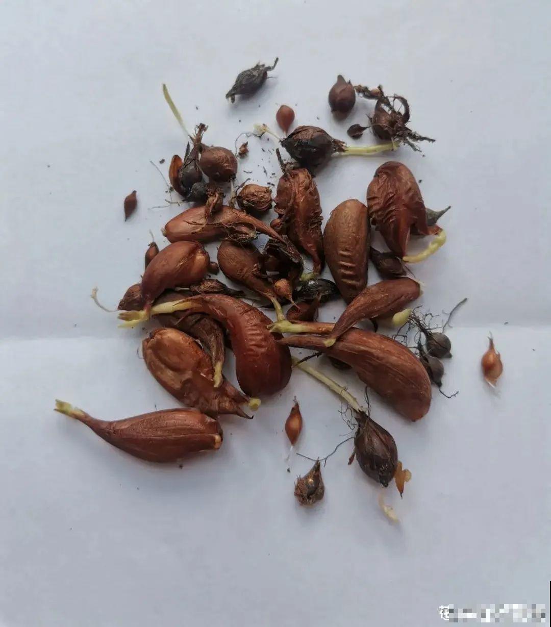 1种小草花名叫酢浆草，花量大，花期长，一盆还能变多盆