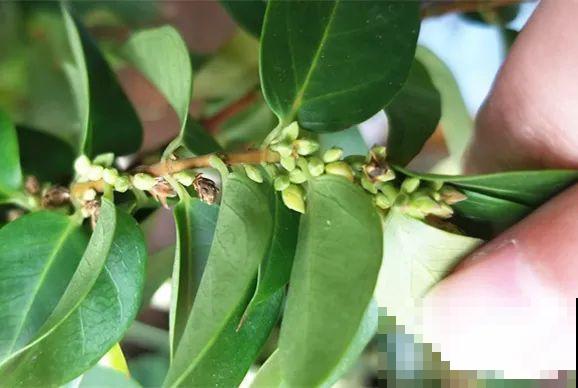 花量巨大的法国香水,被称作开花界“航空母舰”,花期能有大半年 花量巨大的法国香水,被称作开花界“航空母舰”,花期能有大半年