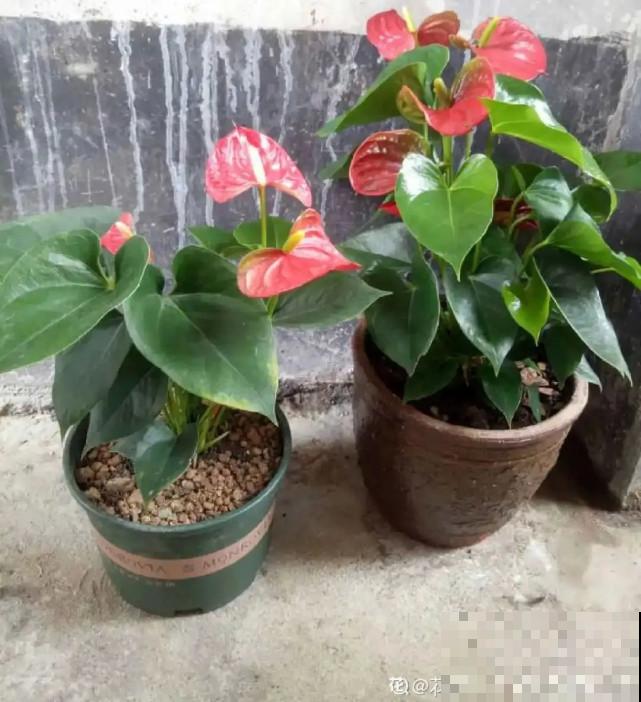 秋天给花补点“猛肥”,嫩芽一茬接一茬,花苞呼呼冒 秋天给花补点“猛肥”,嫩芽一茬接一茬,花苞呼呼冒