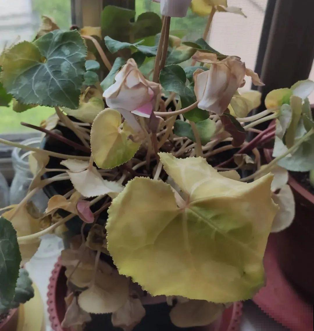 8种花，年年买，年年养死，今年可别当冤大头