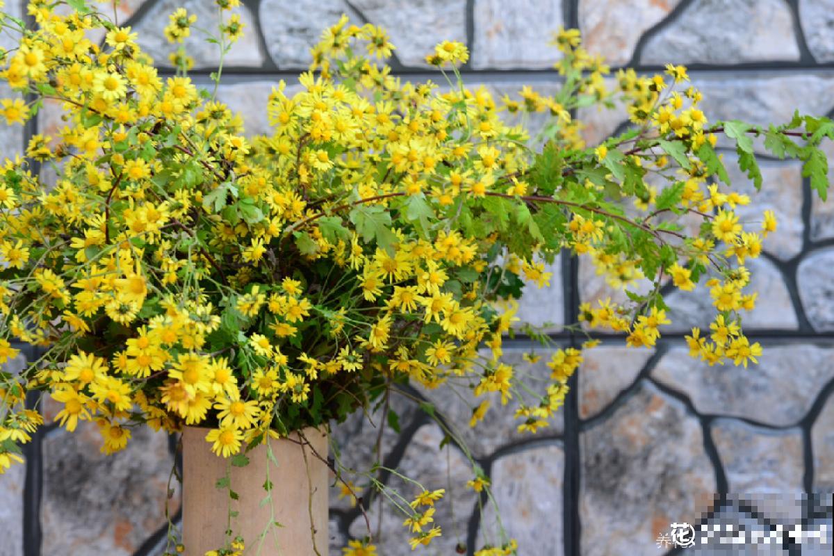 10月份开花的8种花，想下个月看开花的，不能错过！