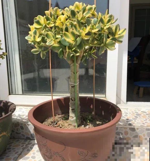 1种花俗称“摇钱树”，满盆长满小元宝，大吉大利，好看吉祥！