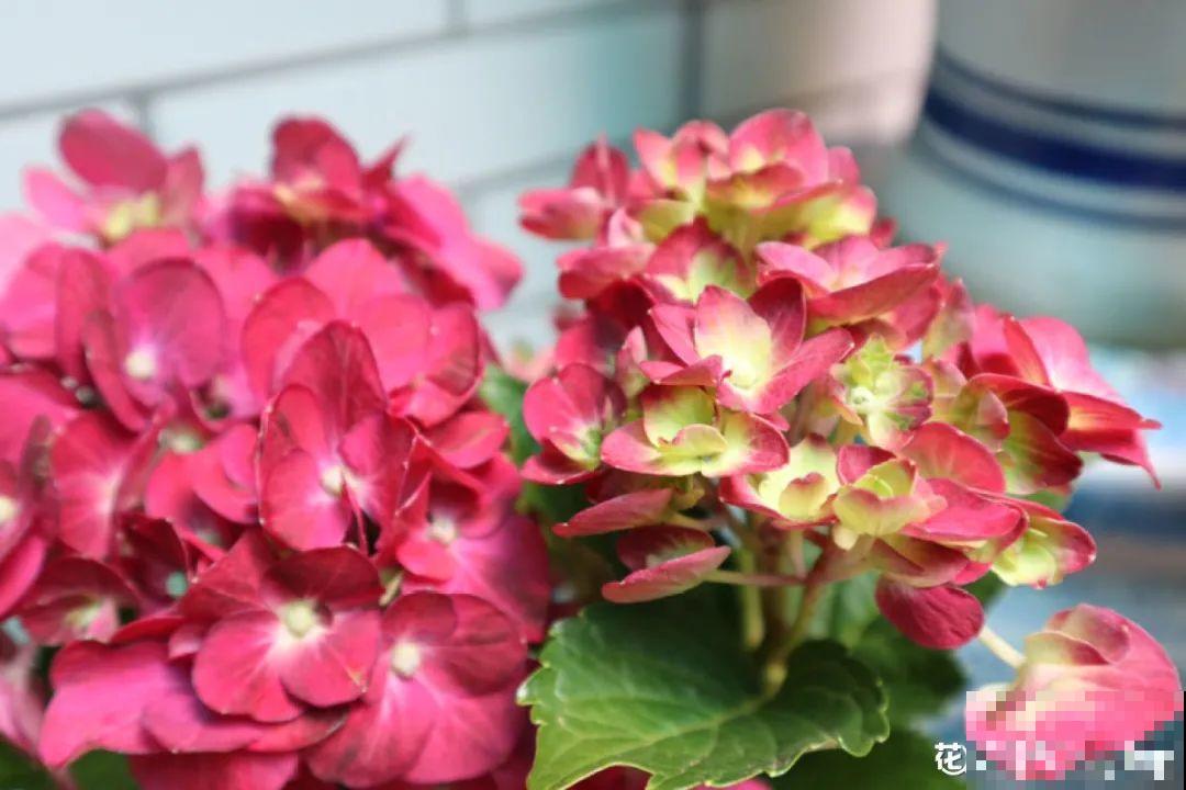 现在给花上秋肥，杆子粗、叶子密，不然冬天都冻死