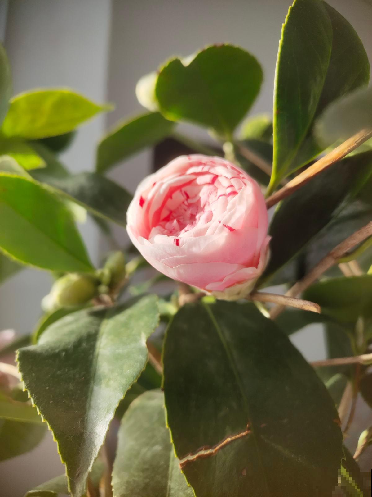 秋天养花也要学会“贴秋膘”，肥料用的对，植物才能疯长不停