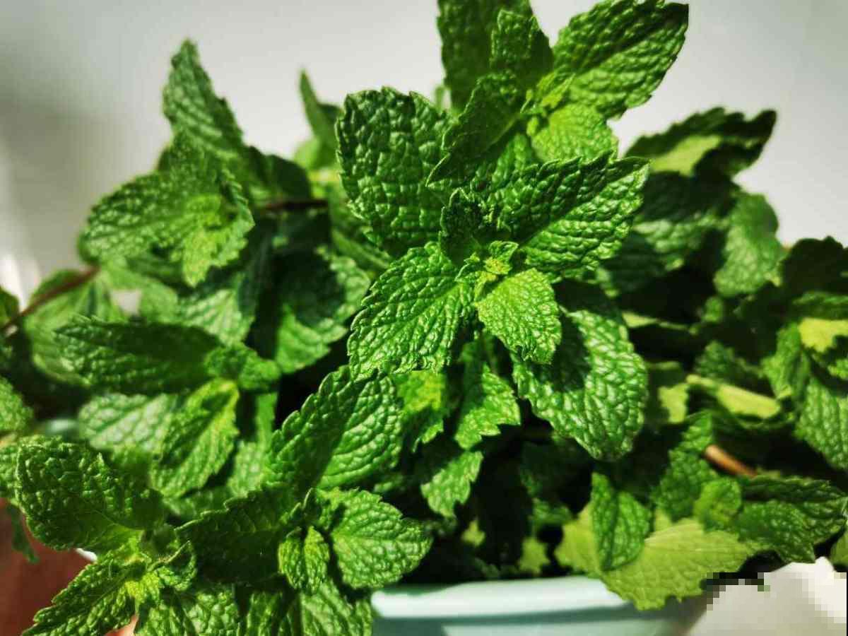 卫生间异味大，养上4种花，净化空气效果好