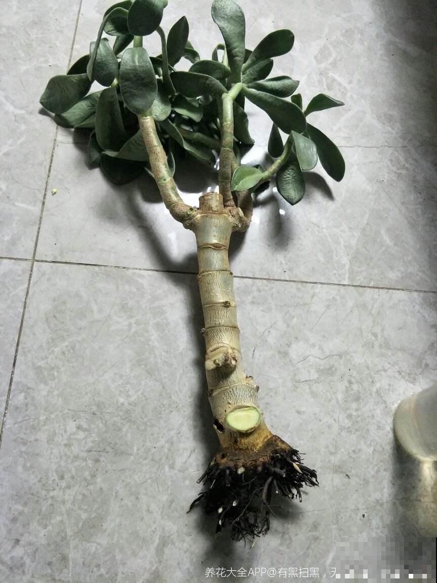 老花匠轻易不说的养根窍门,柳根泡水加“小秘方”,比营养液管用 老花匠轻易不说的养根窍门,柳根泡水加“小秘方”,比营养液管用