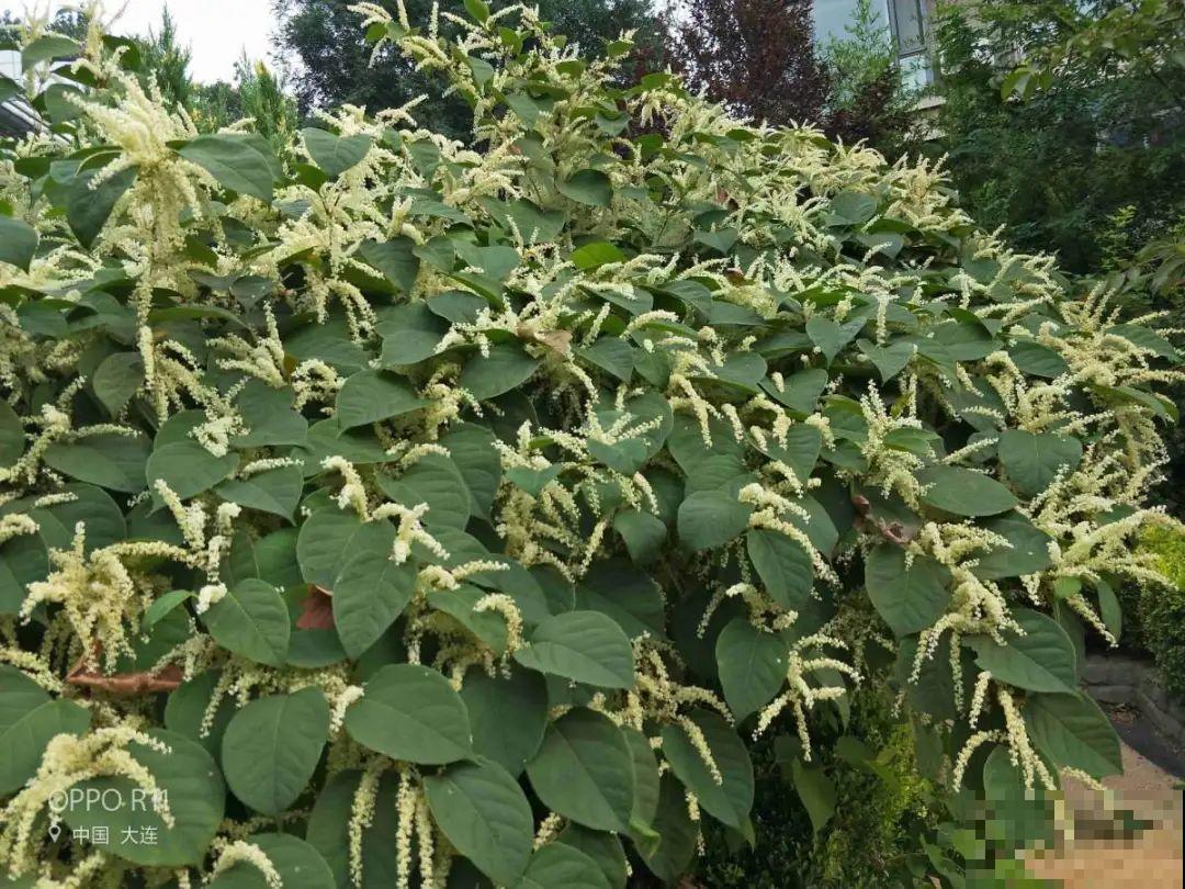 河南等地遭“恶魔之花”入侵，看到之后赶紧报告，不然会有大麻烦