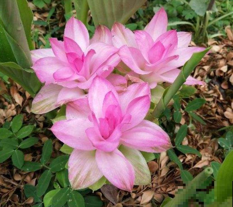 生姜也能开“荷花”？一个星期就发芽，开出比脸还大的“荷花”