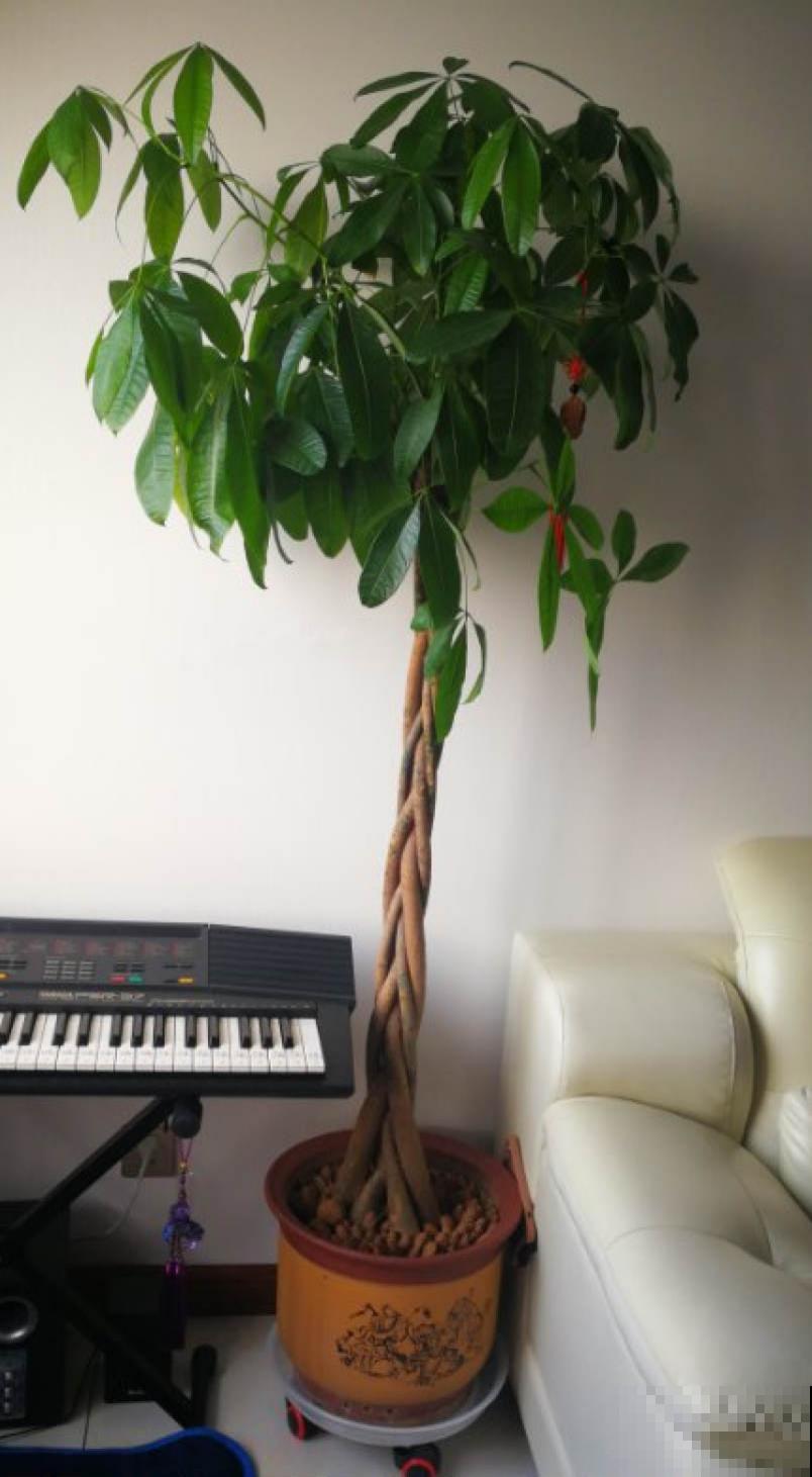 水培发财树太难了，只需2招，搞定黄叶烂根