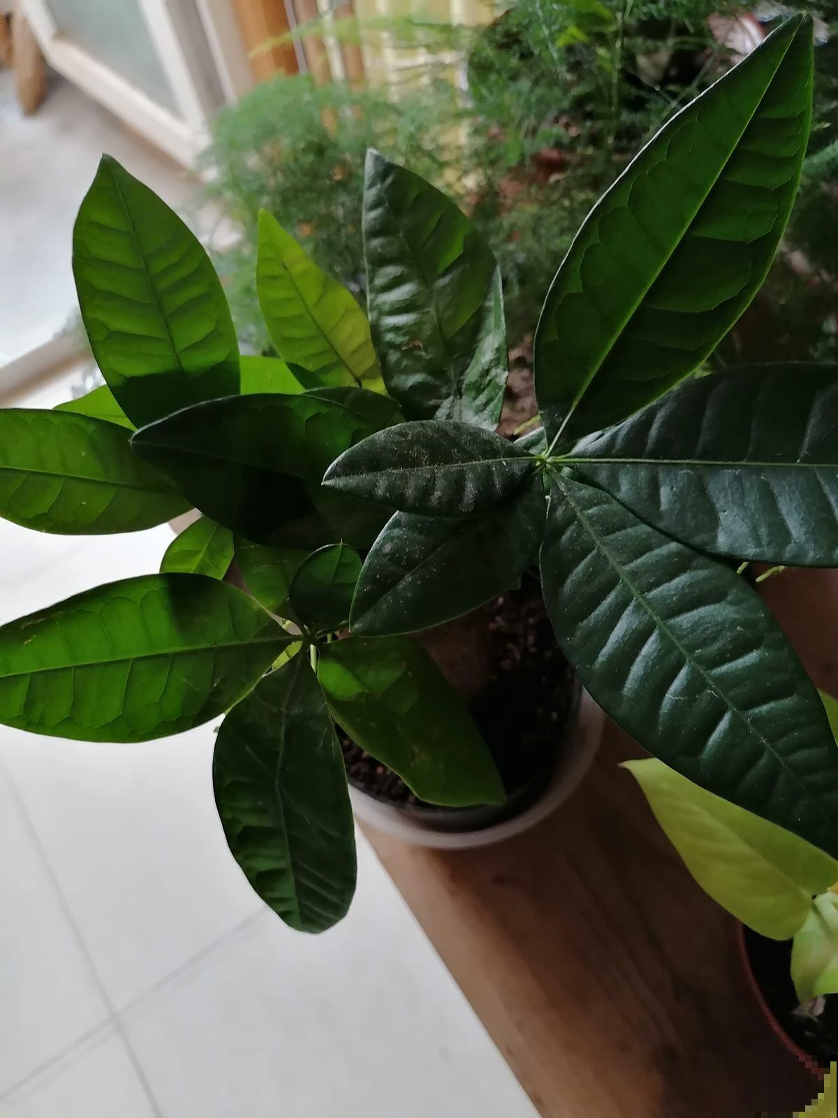 发财树出现这两种情况，多半就是烂根了，赶紧救！