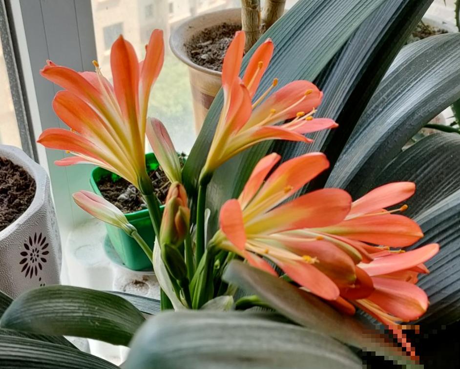 冬天阳光也猛,有6种花可别随便晒,晒死很容易 冬天阳光也猛,有6种花可别随便晒,晒死很容易