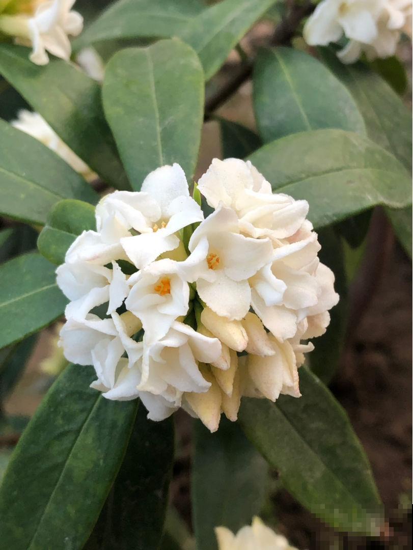 冬天养瑞香有“3怕”，抓紧预防，确保春节香花簇簇冒