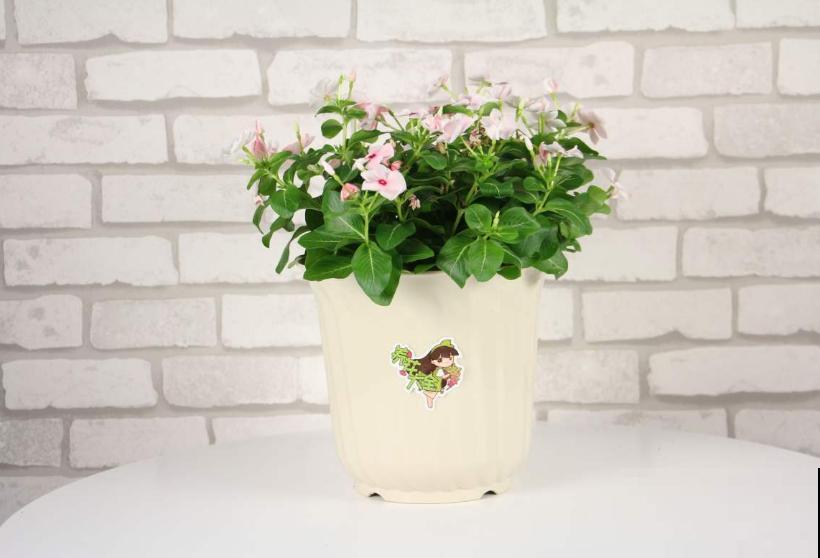 有了2种花,阳台变小花园,看着就心情好! 有了2种花,阳台变小花园,看着就心情好!