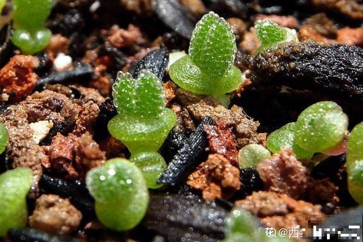 家里的花开出“纳财荷包”，见过的人真不多，寓意招财进宝
