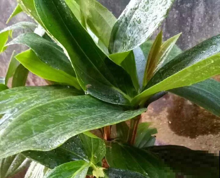 1种花叫“宝莲灯”，优雅大气富丽堂皇，妥妥的“镇店之宝”