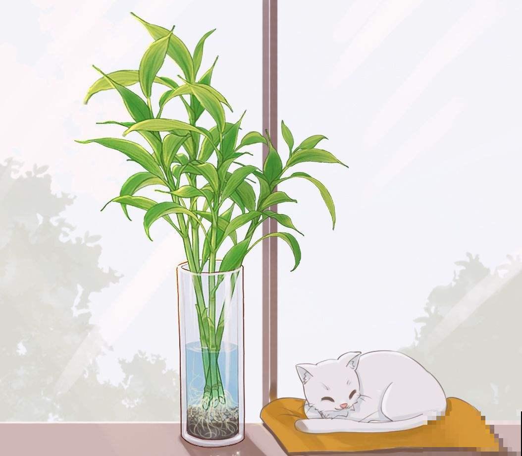 水培富贵竹总黄叶，关键是施肥有问题，2个要点解决问题