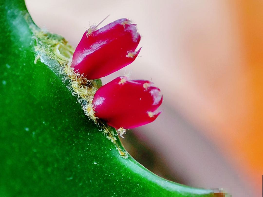 入秋一盆水,休眠的花“醒了”,猛长大花苞 入秋一盆水,休眠的花“醒了”,猛长大花苞