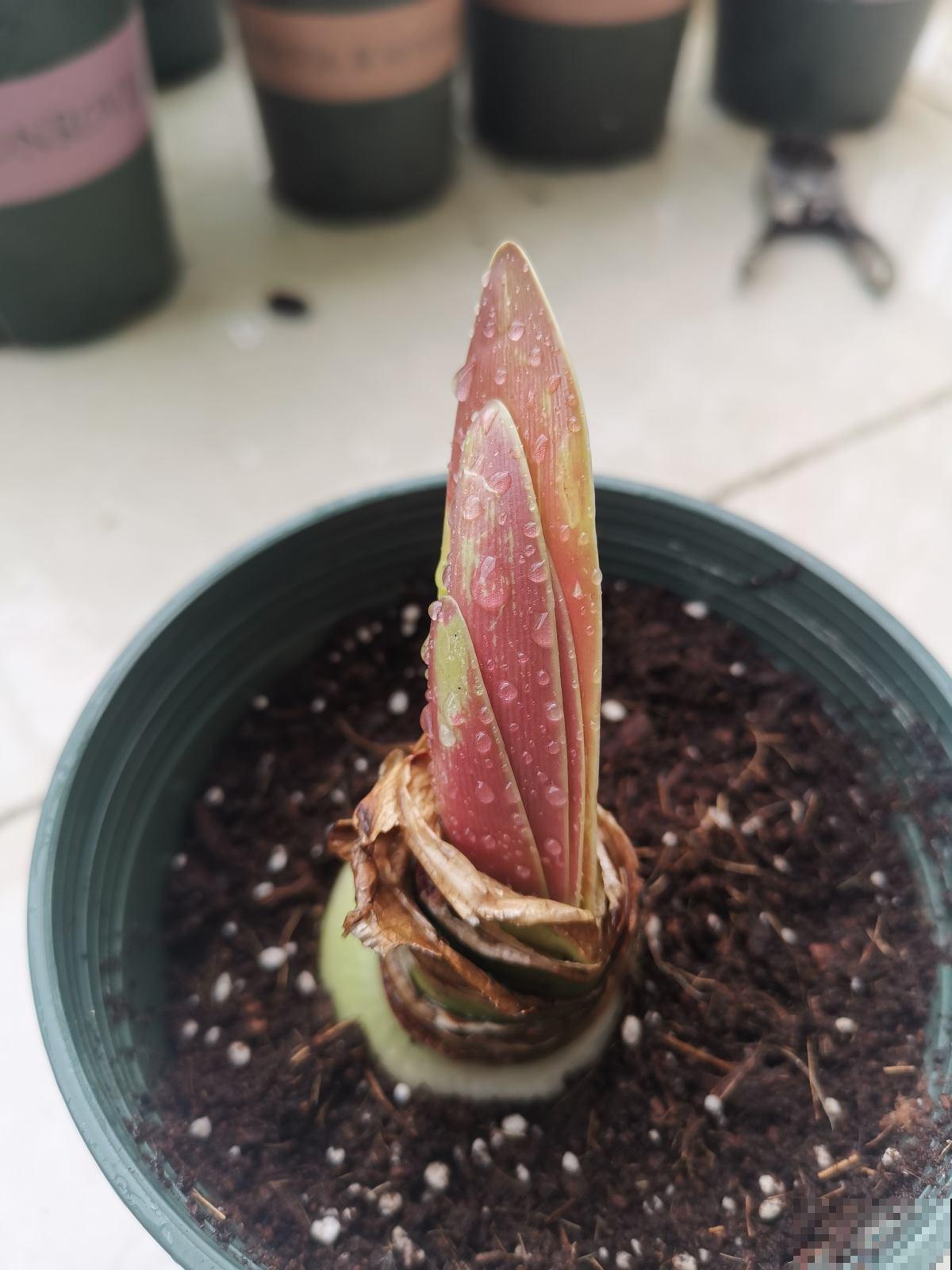 全网都在种的“阿弗雷”,单朵花比脸大,一开花就预示着“吉祥” 全网都在种的“阿弗雷”,单朵花比脸大,一开花就预示着“吉祥”