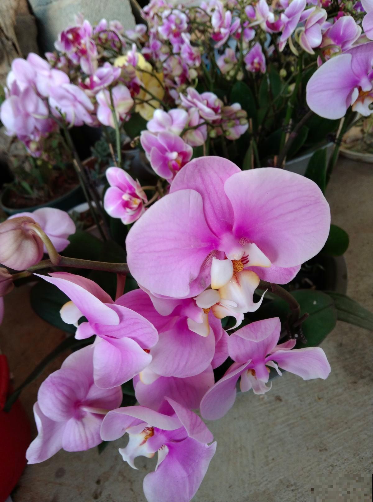 家里采光不好,就养5种“耐阴花”,不用晒太阳也能开爆盆 家里采光不好,就养5种“耐阴花”,不用晒太阳也能开爆盆