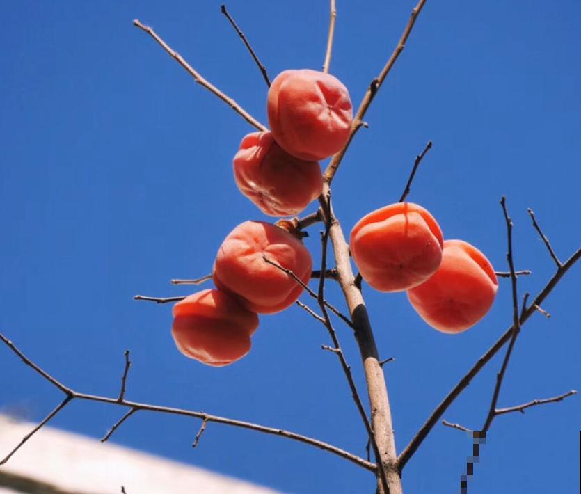 拥有一颗柿子树,满树挂满“小灯笼”,日子红火又吉祥 拥有一颗柿子树,满树挂满“小灯笼”,日子红火又吉祥