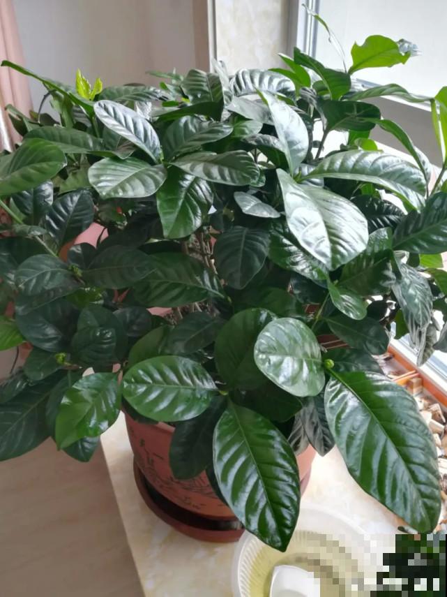 家里的“垃圾”留下，拿来养花效果好，颜值超高