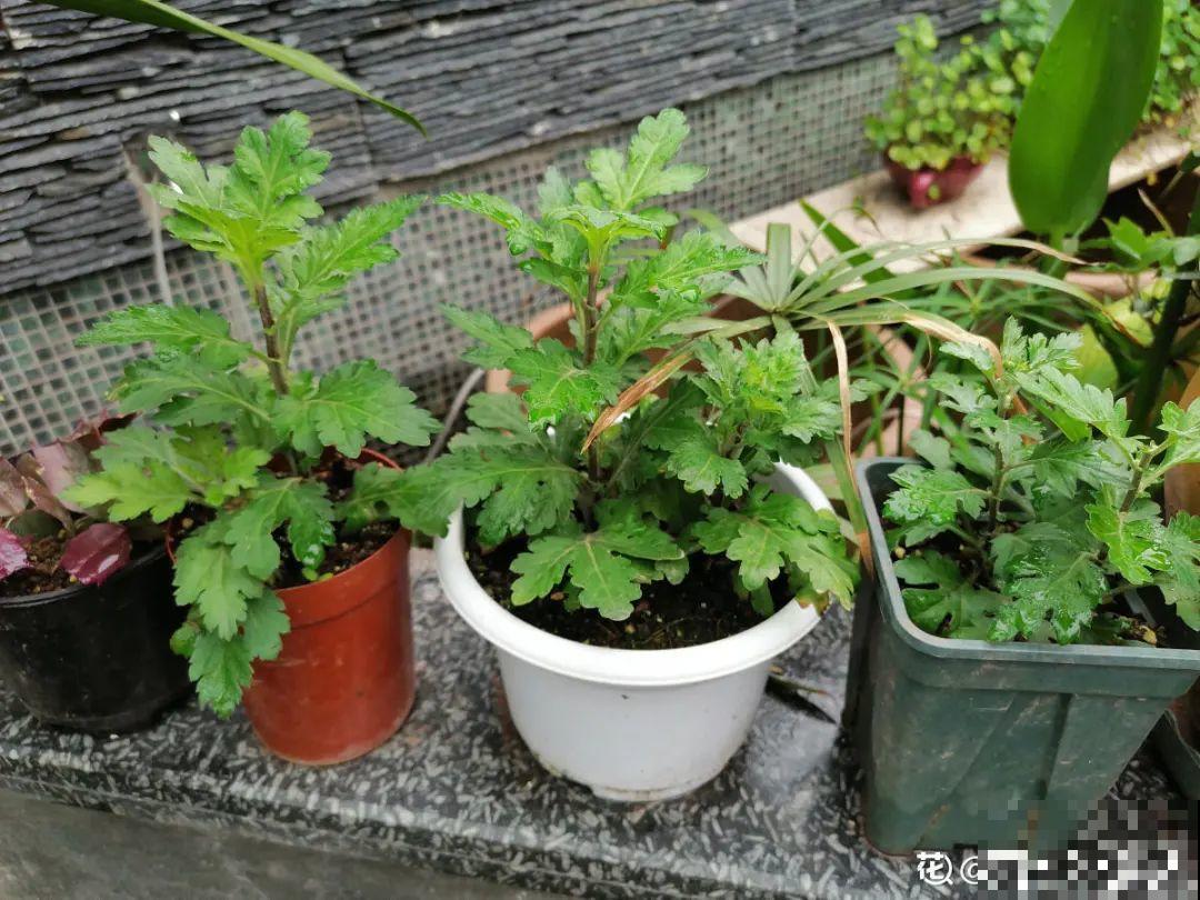 现在扦插8种花，生根快长得旺，冬春季节就开花