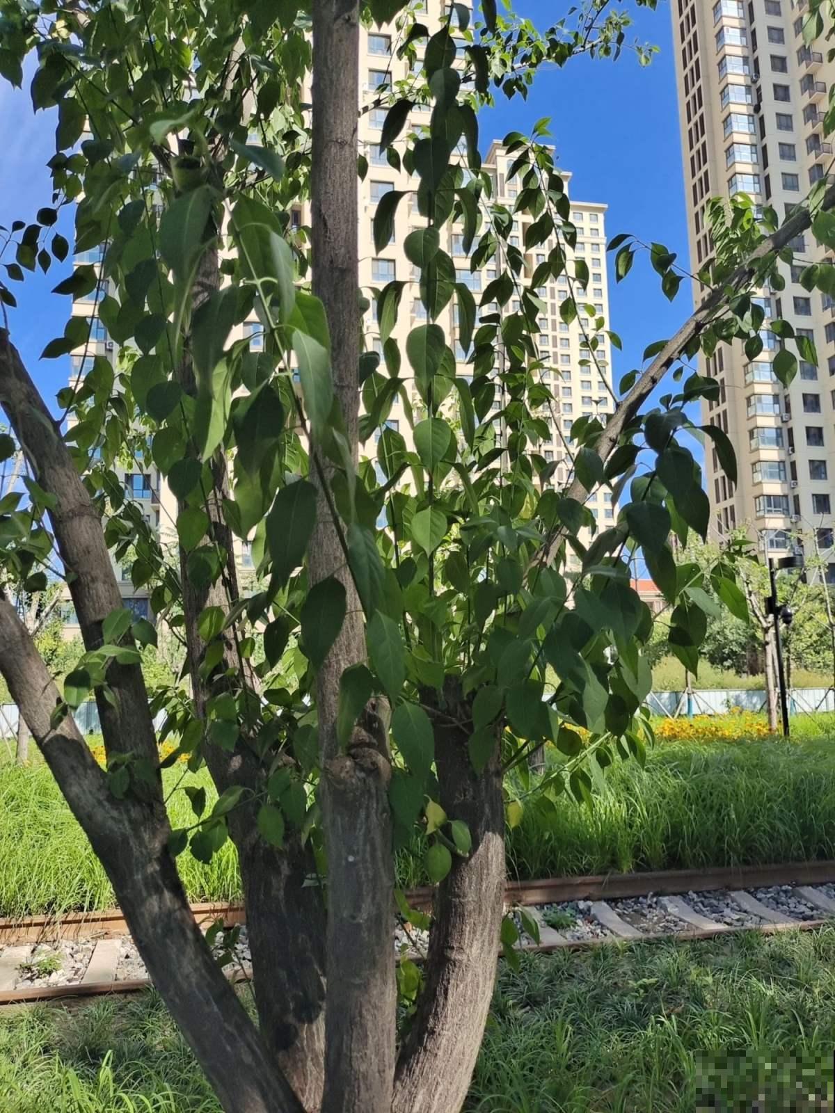 “宅后有榆，百鬼不近”，庭院里养一棵榆树，镇宅又吉祥