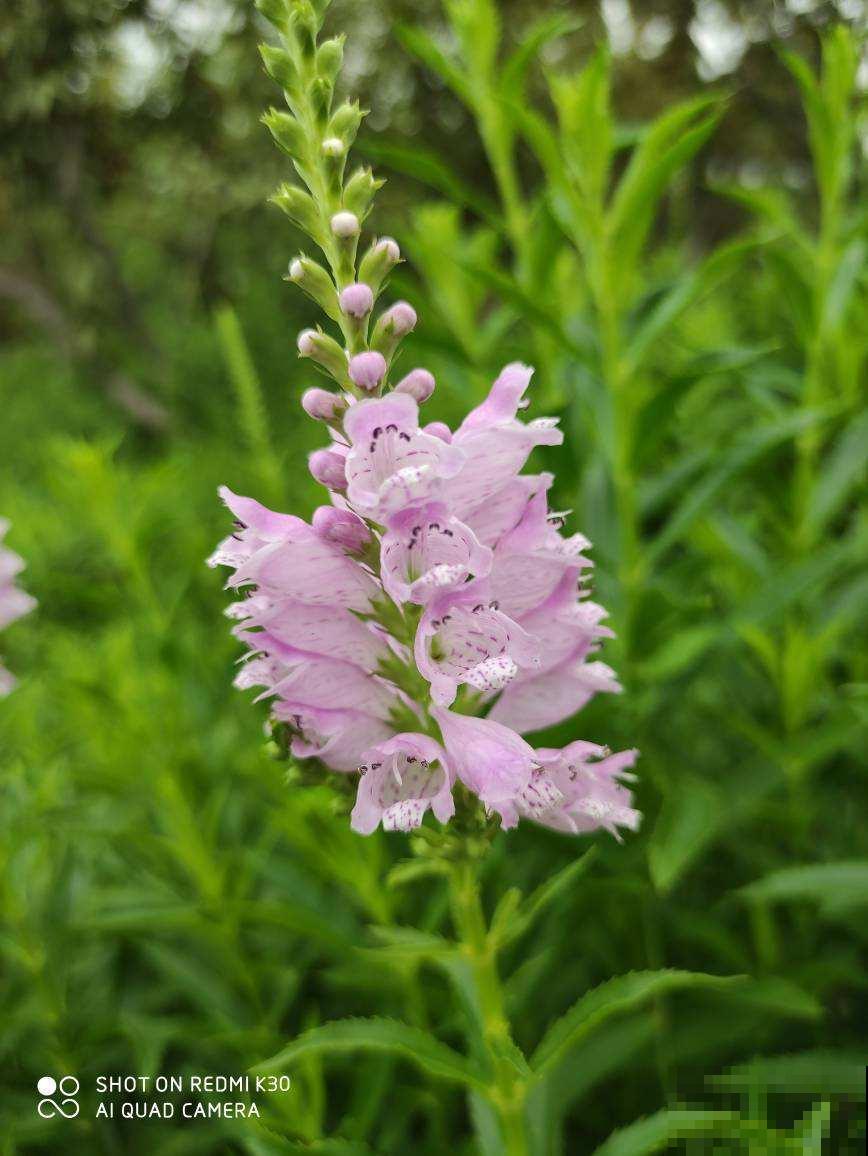 秋天常见的60种花，最全花卉图谱，收藏起来慢慢看