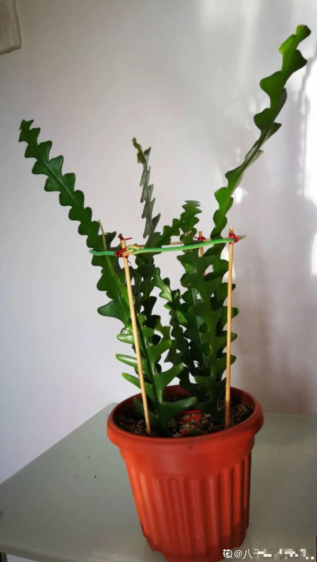 1种花就爱夜里开，养好能开上百朵花，满屋清香真过瘾