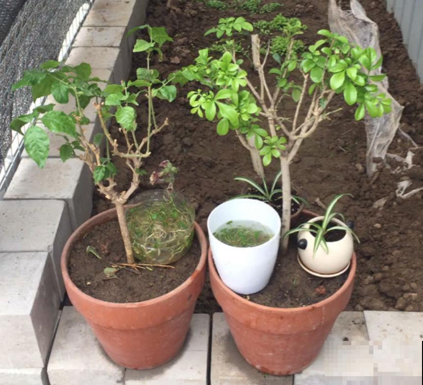 养花积水烂根怎么办？5个办法学起来，保根又促芽