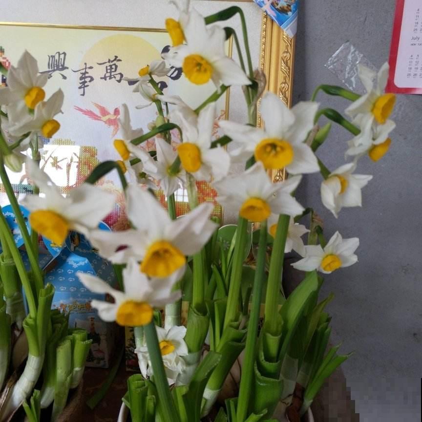 10种带“毒”花,家里有小孩要小心,千万别吃,容易中毒 10种带“毒”花,家里有小孩要小心,千万别吃,容易中毒