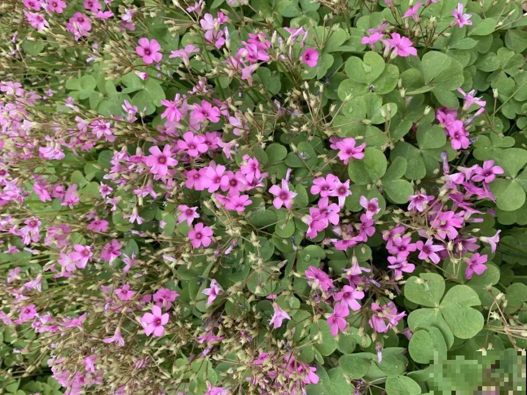 5种花长太快，容易泛滥成灾，千万别随便丢弃