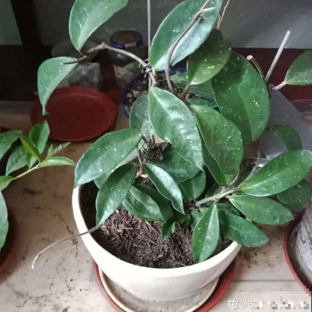 10种花得穷养，盆越小、水越少，越长得旺