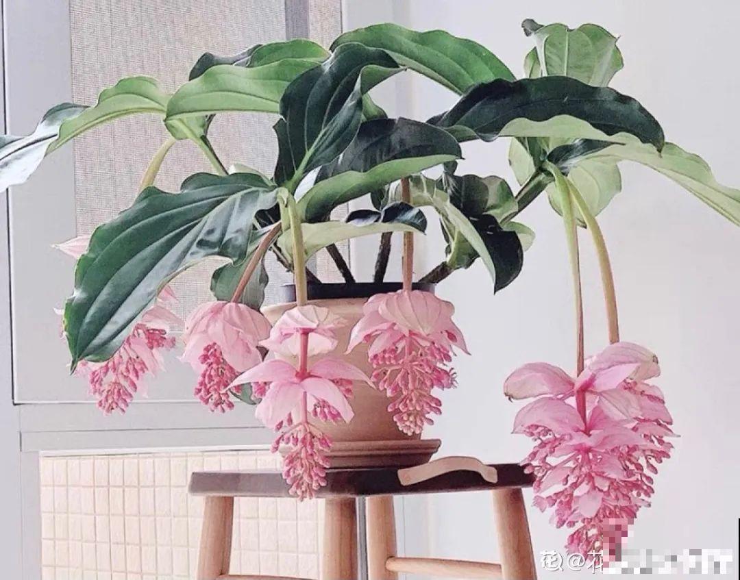 66万一盆的花,真是够贵的,打工几十年也攒不出一盆 66万一盆的花,真是够贵的,打工几十年也攒不出一盆