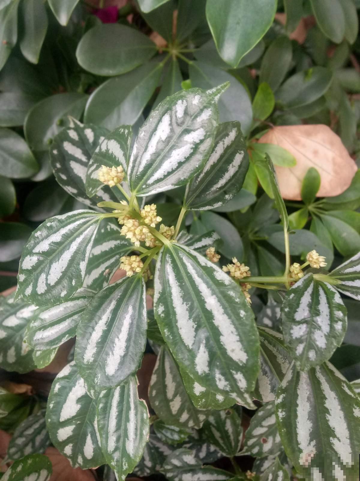 厨房里养盆花，净化空气效果好，还能赶虫子