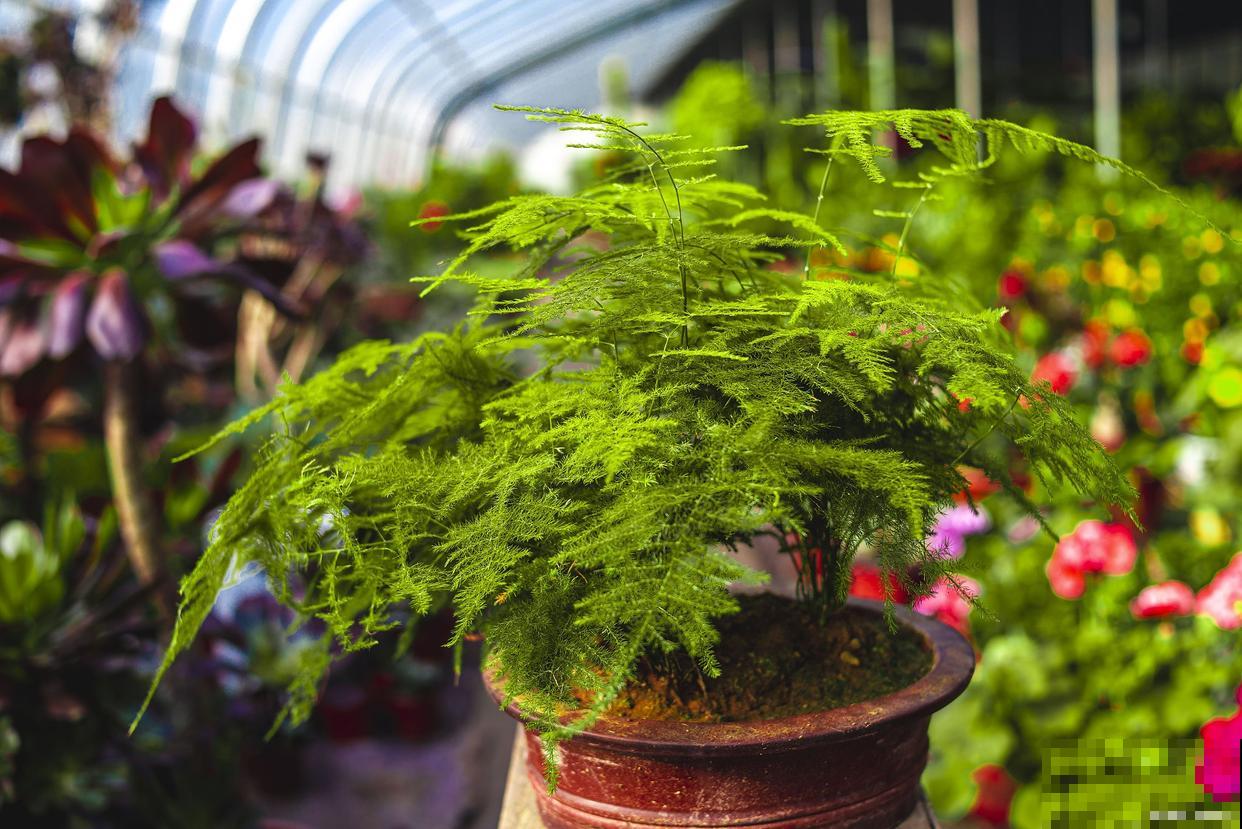 常见20种净化空气的室内植物